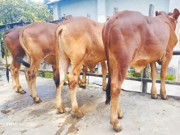 公牛, Cattle