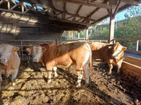 Bull, Cattle — photo 2