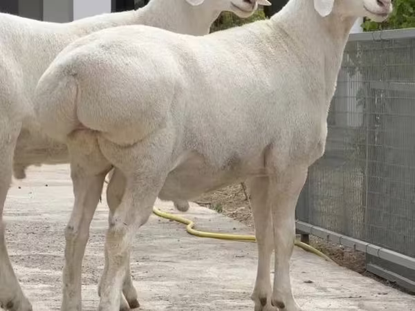 公羊, Sheep