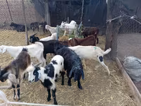تيس, Pomellata goat — الصورة 1