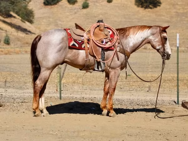 Koń, National Show Horse