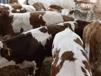 Byk, Simmental cattle — zdjęcie 4