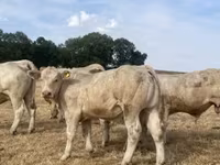 Bull, Charolais cattle — photo 7