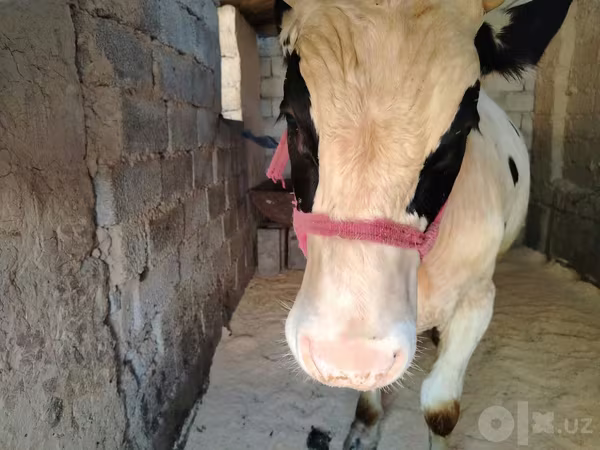 Bull, Russian Black pied cattle