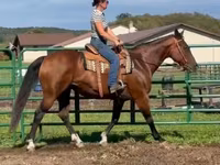 Yegua, Quarter Horse — foto 2