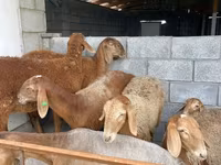 Sheep, Sheep — photo 3
