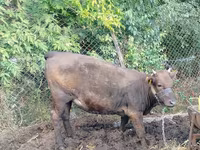 Cow, Cattle — photo 3