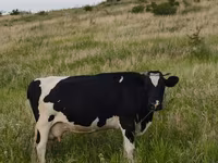Cow, Holstein breed — photo 1