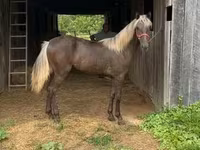 Mare, Rocky Mountain Horse — photo 8