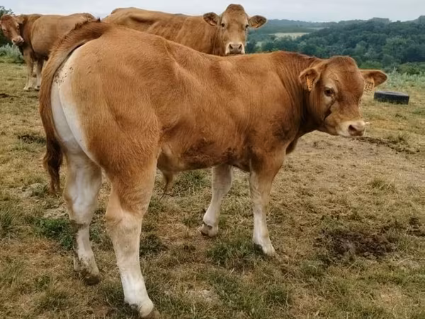Limousin cow