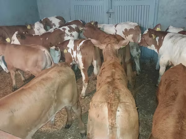 Bull, Cattle