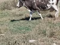 Cow, Cattle — photo 3