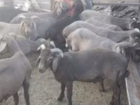 Baran, Arabi sheep — zdjęcie 2