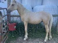 घोड़ा, Palomino — फ़ोटो 1