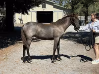 Mare, Rocky Mountain Horse — photo 6
