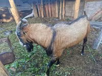 Ziegenbock, LaMancha goats — Foto 1