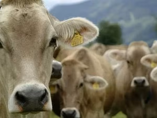 Cattle