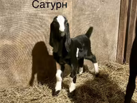 تيس, Kamori goats — الصورة 2
