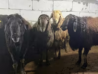 公羊, Arashan sheep — 照片 1