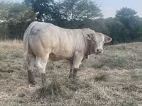 Bull, Charolais cattle — photo 5