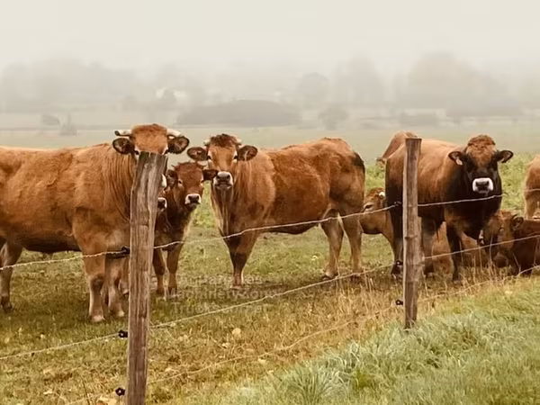 Bull, Partenaise cattle — United Kingdom