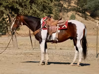 Koń, National Show Horse — zdjęcie 5