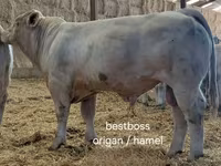 Bull, Charolais cattle — photo 6