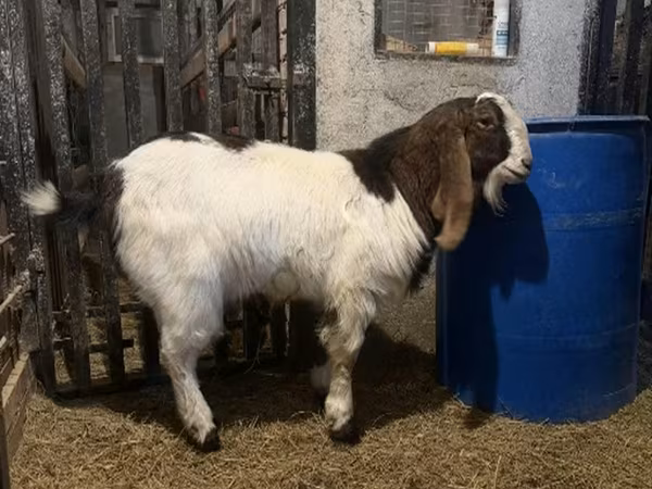 تيس, Kamori goats