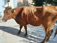 Krowa, Red Estonian cattle — zdjęcie 1