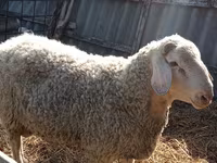 公羊, Assaf sheep — 照片 2
