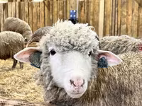 公羊, Merino sheep — 照片 8