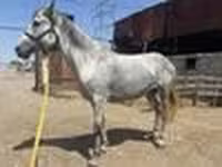 घोड़ी, Orlov Trotter — फ़ोटो 7