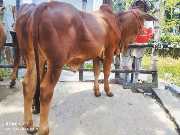 公牛, Cattle