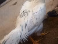 Chickens — zdjęcie 5