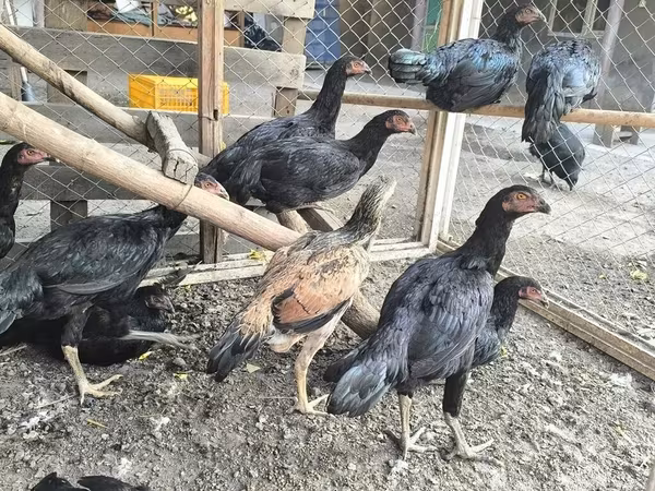 Chickens