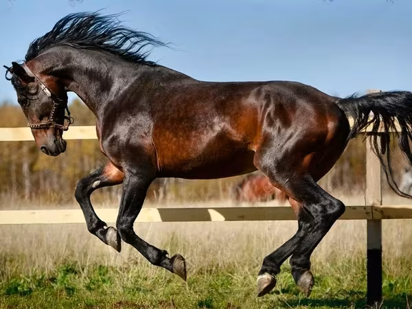 母马, Horse breed