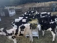 Cow, Cattle — photo 3
