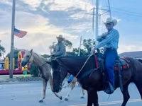Horse (M), Quarter Horse — photo 5