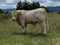 Bull, Charolais cattle — photo 5