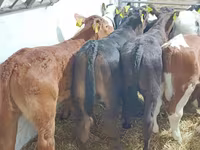 Bull, Cattle — photo 7