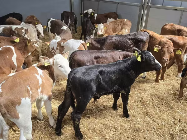 Bull, Cattle