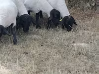 Sheep, Baerchuke sheep — photo 2