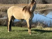 Horse (M), Rocky Mountain Horse — photo 6