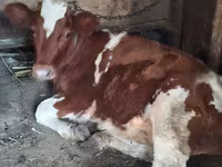 Cow, Cattle — photo 2