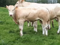Bull, Blonde d’Aquitane cattle — photo 5
