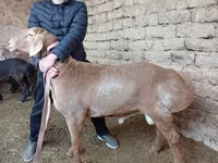 मेढ़ा, भेड़ — फ़ोटो 2