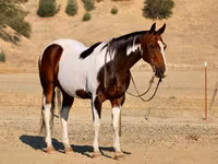 Koń, National Show Horse — zdjęcie 6
