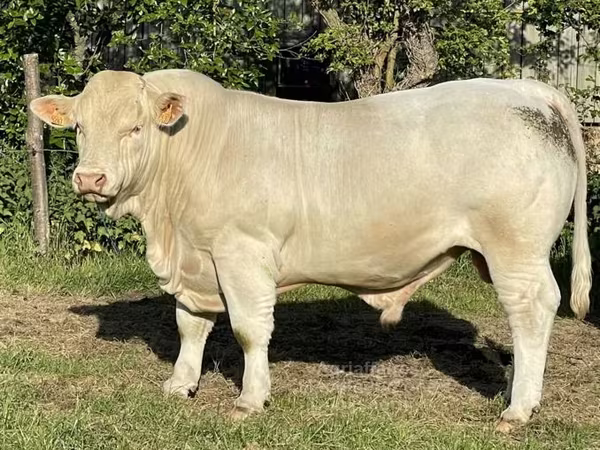 Bull, Charolais cattle — United Kingdom