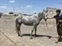 घोड़ी, Orlov Trotter — फ़ोटो 6