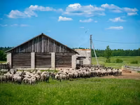 公羊, Romanov sheep — 照片 3